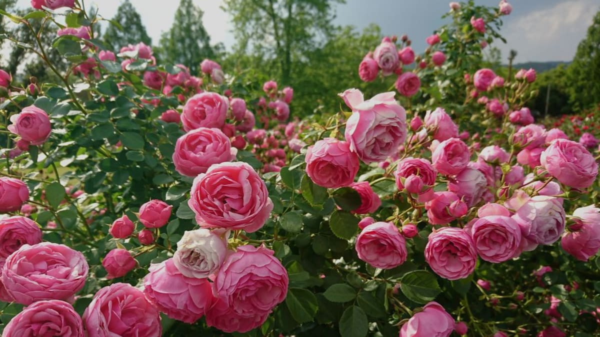 Las rosas, que expresan amor, también deben cuidarse con amor
