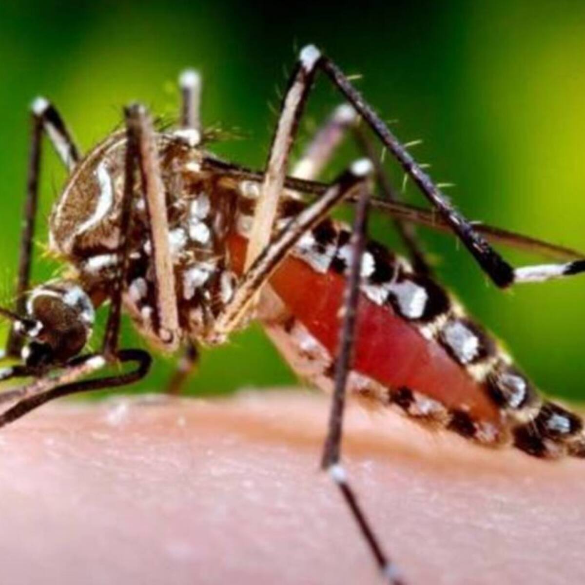 Risaralda entre los departamentos del país con mayor casos de dengue