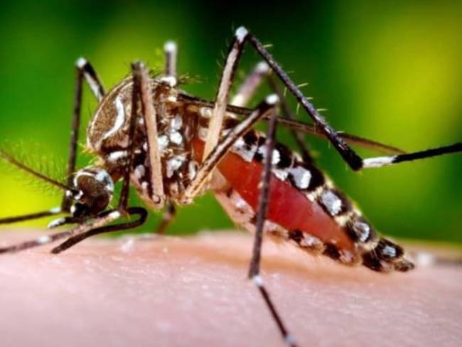 Risaralda entre los departamentos del país con mayor casos de dengue