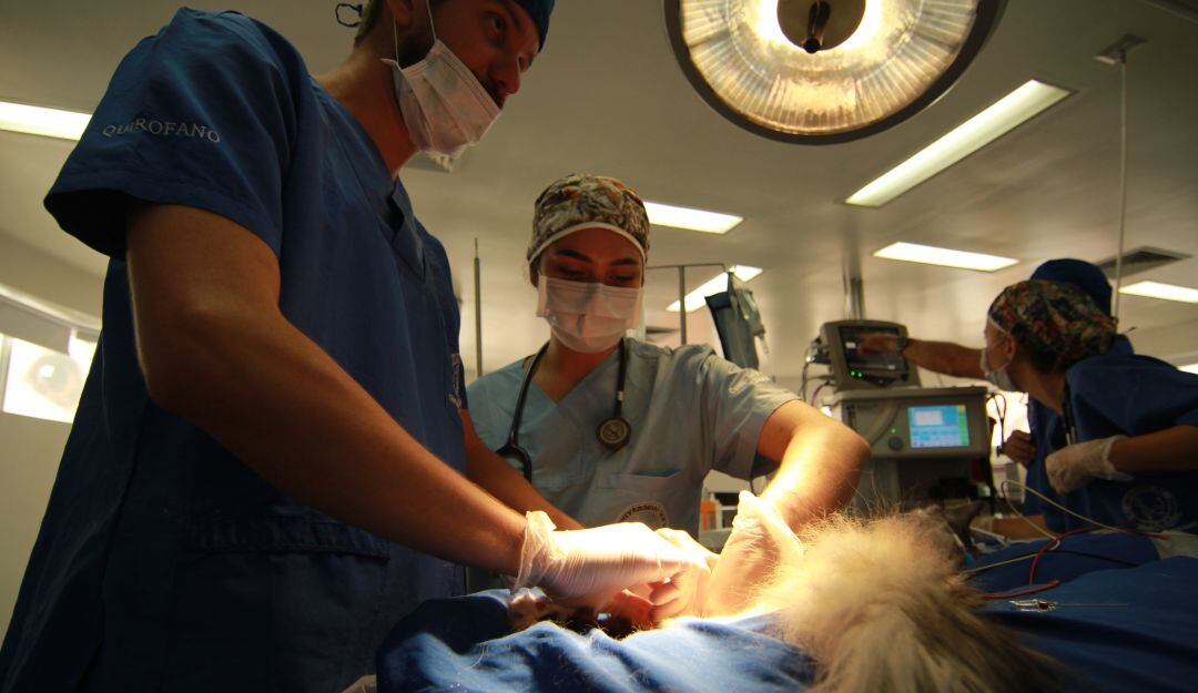 Cirugía a Romeo, un gato que recibió un marcapasos para humanos