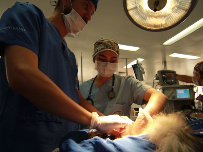 Cirugía a Romeo, un gato que recibió un marcapasos para humanos