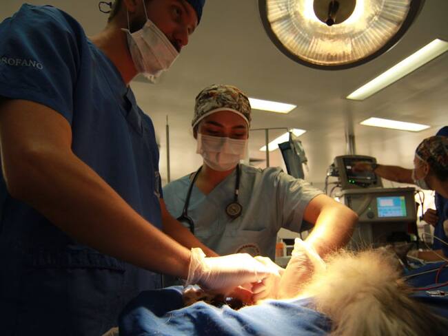 Cirugía a Romeo, un gato que recibió un marcapasos para humanos