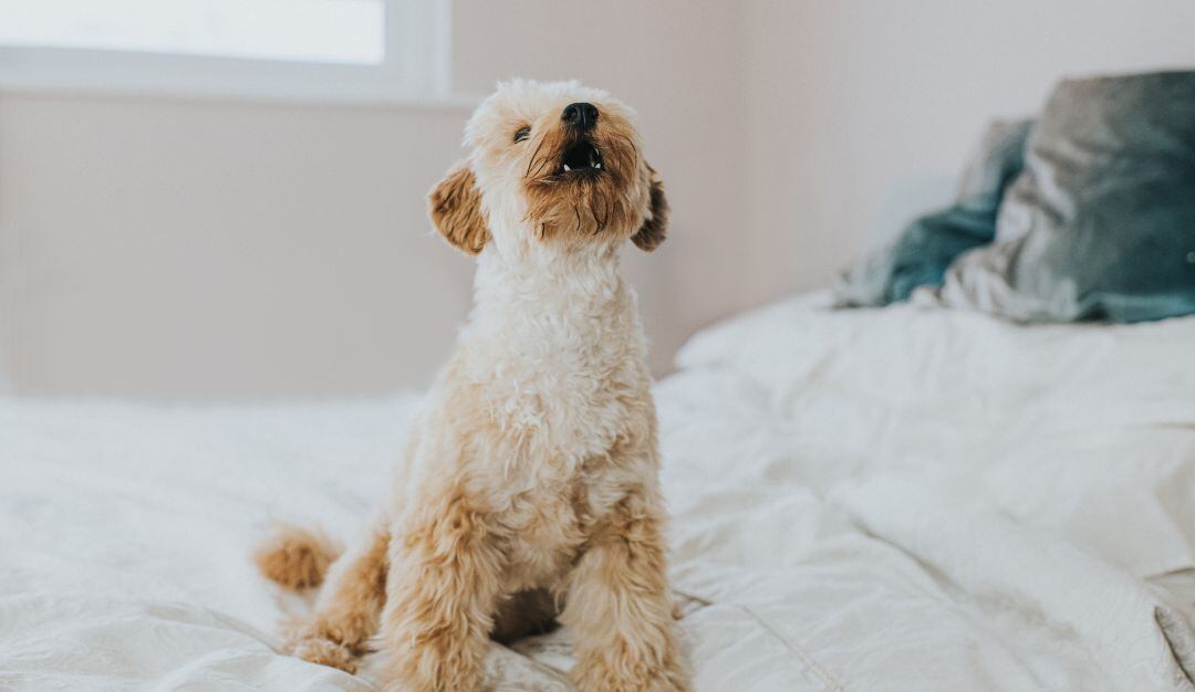 ¿Cómo evitar que mi perro se quede llorando o ladrando mientras no estoy?