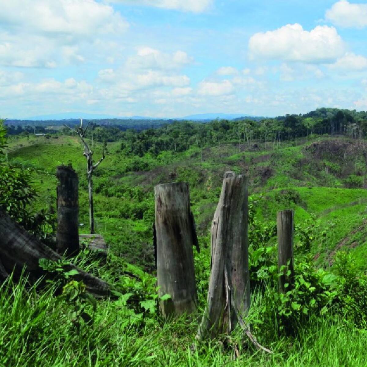 Denuncian la deforestación de más de 1.300 hectáreas de bosque en el Bajo Cauca