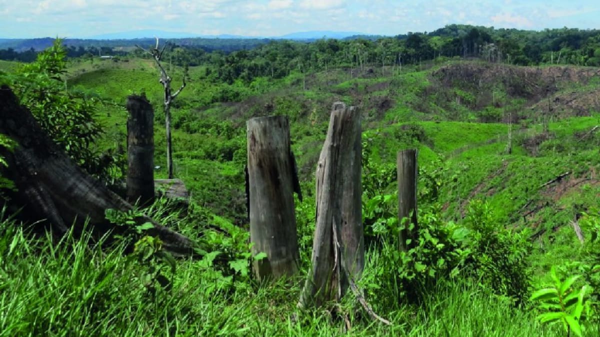 Denuncian la deforestación de más de 1.300 hectáreas de bosque en el Bajo Cauca