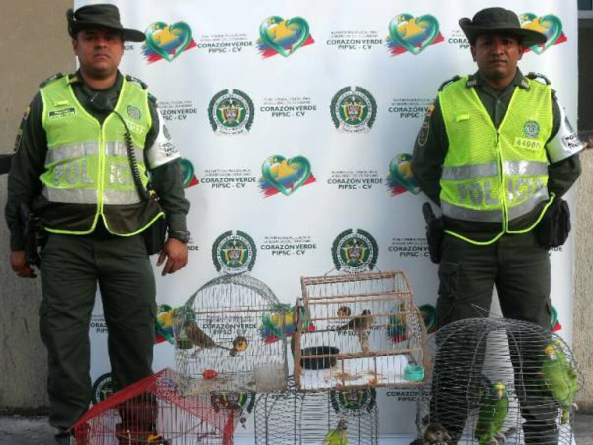 Rescatan 14 aves silvestres en cautiverio en Cartagena