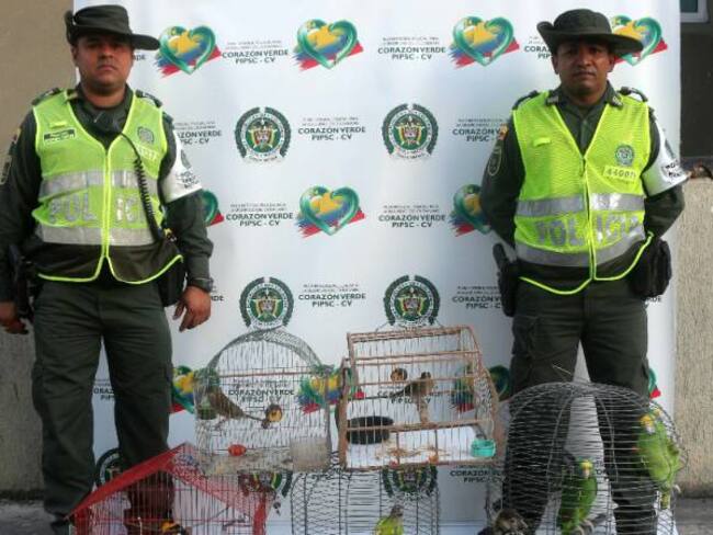 Rescatan 14 aves silvestres en cautiverio en Cartagena