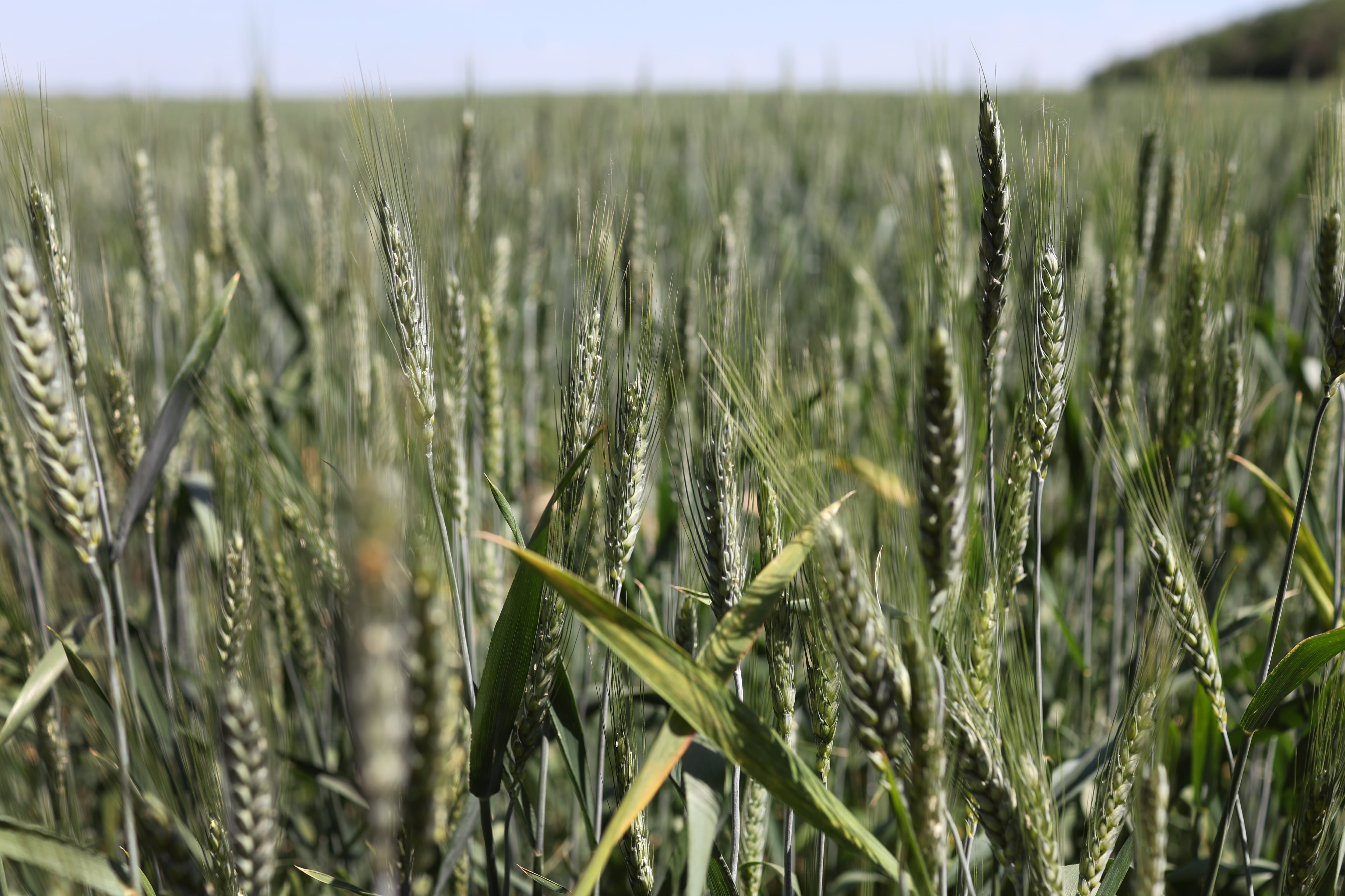 SLOVIANSK, UKRAINE - JUNE 08: Wheat grows in a farm field about 25 kilometers from the front line of battle between Russian and Ukrainian troops on June 08, 2022 near Sloviansk, Ukraine. In recent weeks, Russia has concentrated its firepower on Ukraine's Donbas region, where it has long backed two separatist regions at war with the Ukrainian government since 2014. (Photo by Scott Olson/Getty Images)