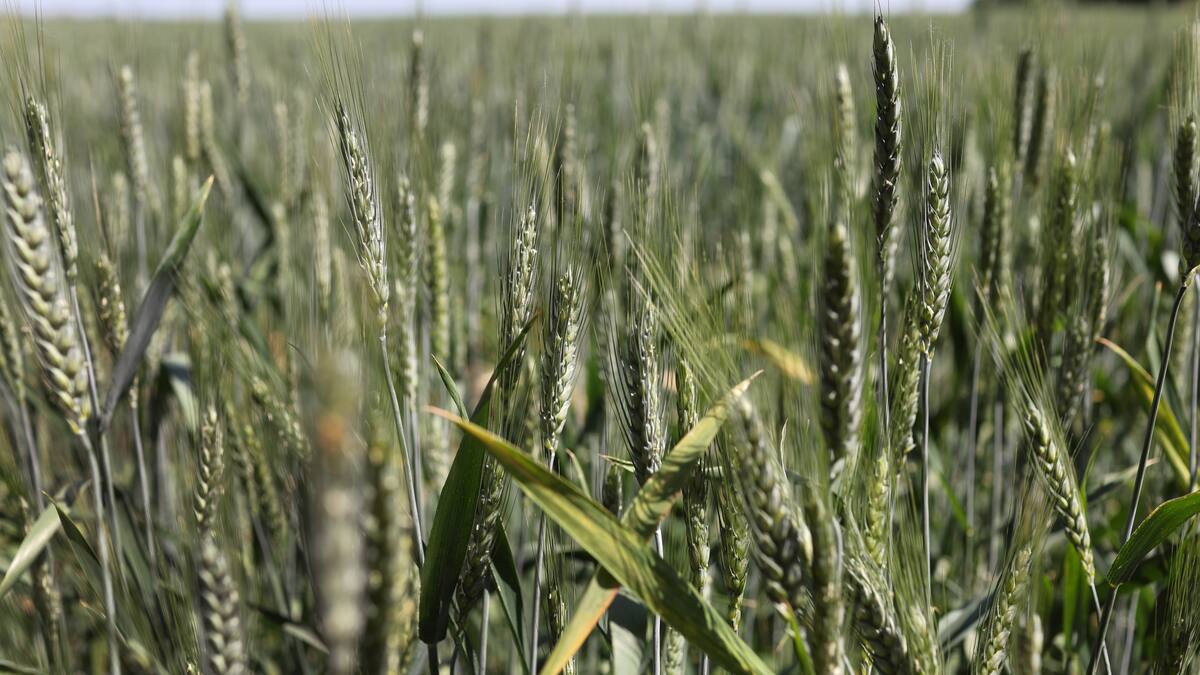 Consejo Agrícola de Ucrania sobre cereal que roba Rusia: es su estrategia de guerra