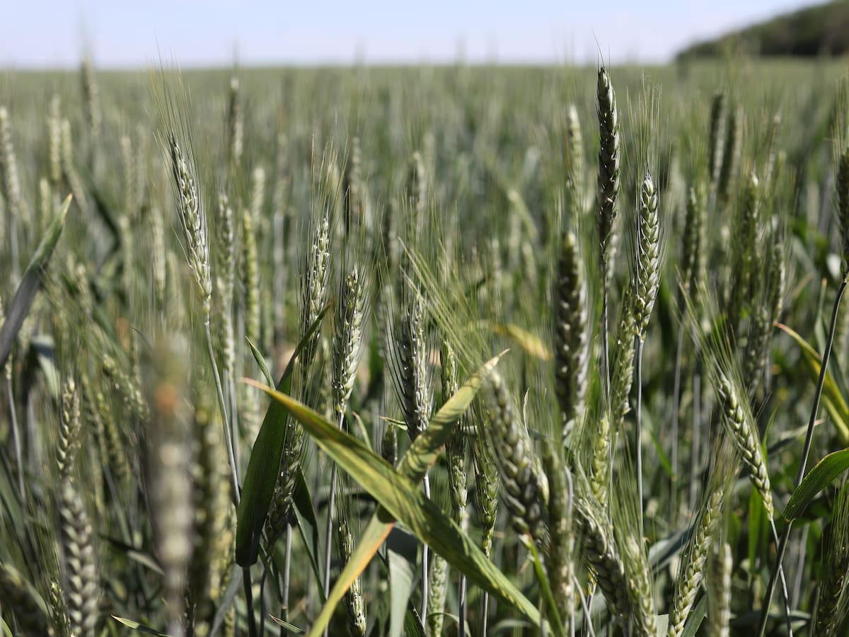 Consejo Agrícola de Ucrania sobre cereal que roba Rusia: es su estrategia de guerra