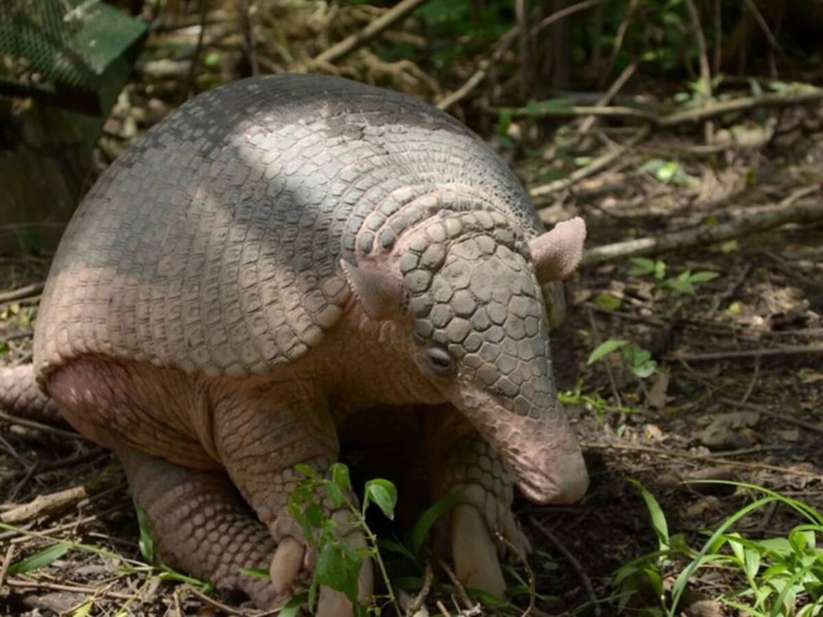 Decenas de animales silvestres han muerto en la vía Pereira - Cerritos