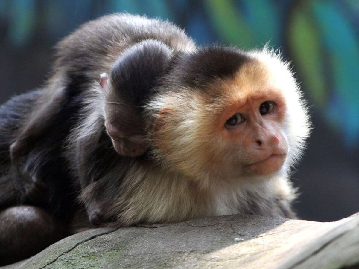 Cámaras trampa registran 232 especies en el Magdalena Medio y la Orinoquía