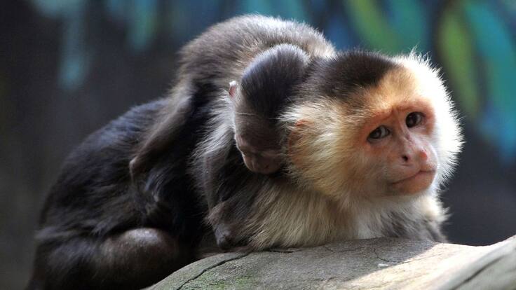 Cámaras trampa registran 232 especies en el magdalena medio y la Orinoquía