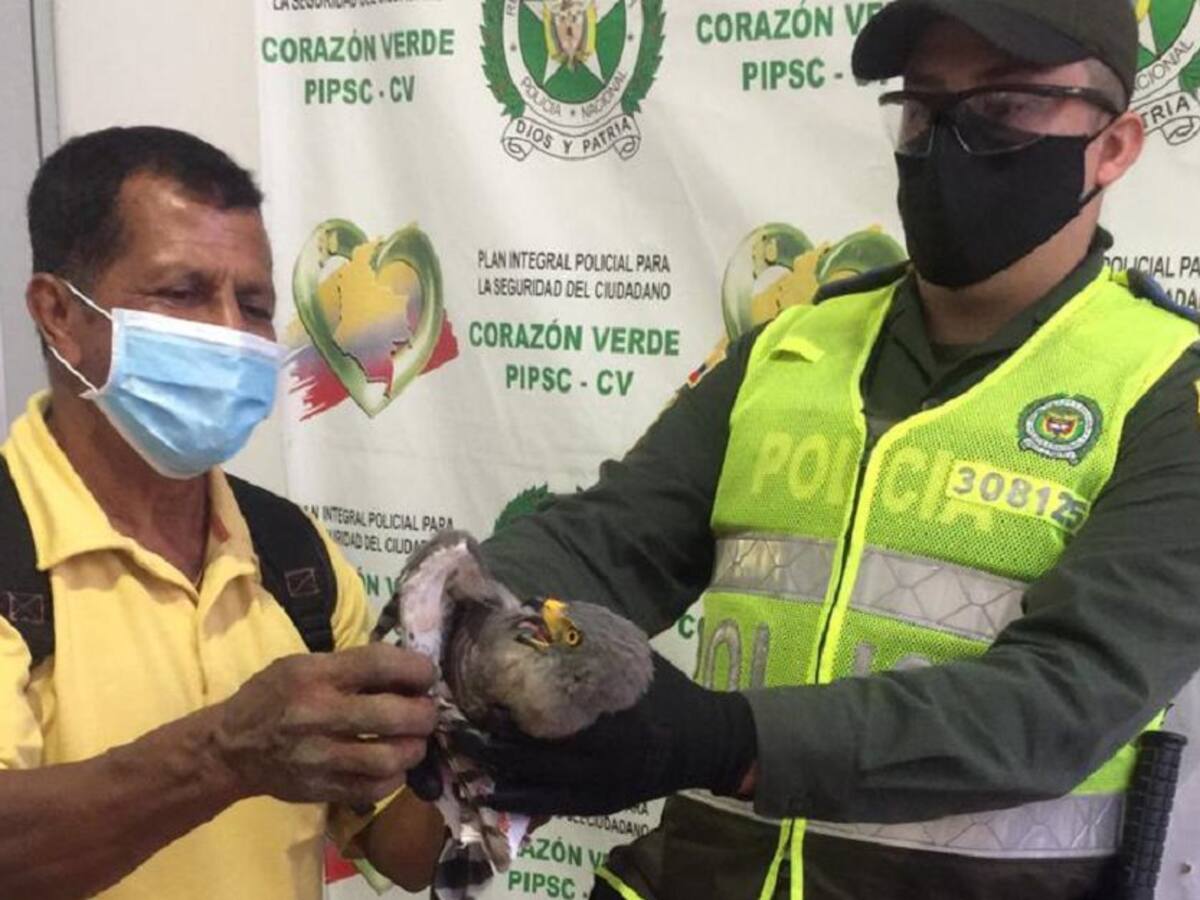 En Filadelfia rescatan a un gavilán que había sufrido graves lesiones