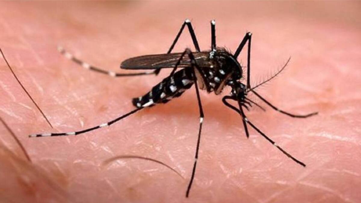 Muere en el Valle una mujer en las últimas horas por dengue