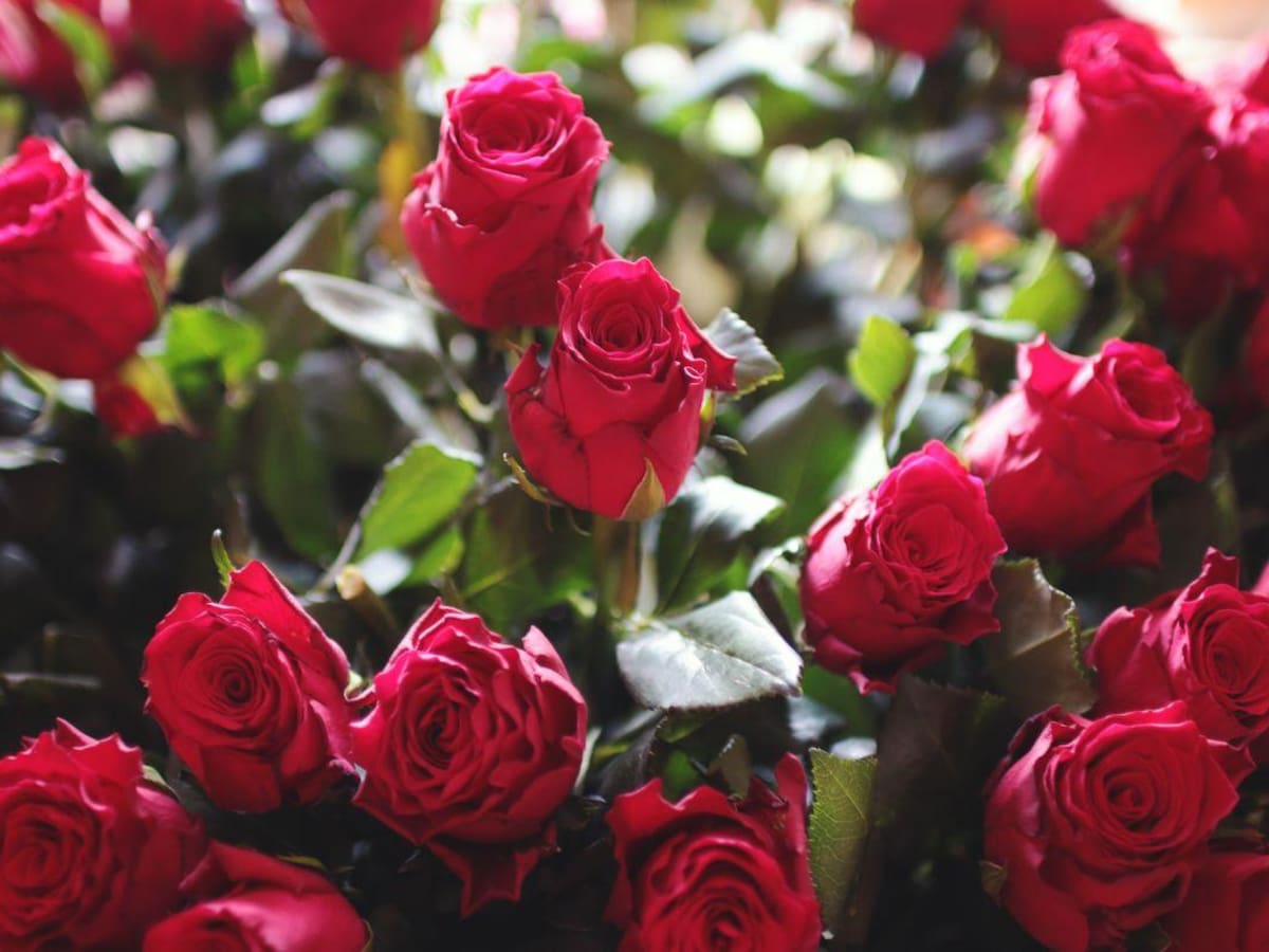 Boyacá exporta 11 millones de flores para la celebración de San Valentín en Estados Unidos