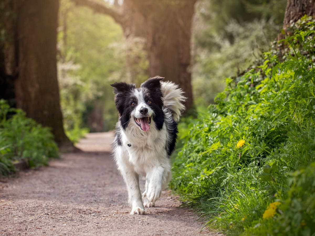 ¿Por qué los perros siempre encuentran el camino a casa? Esta es la respuesta científica