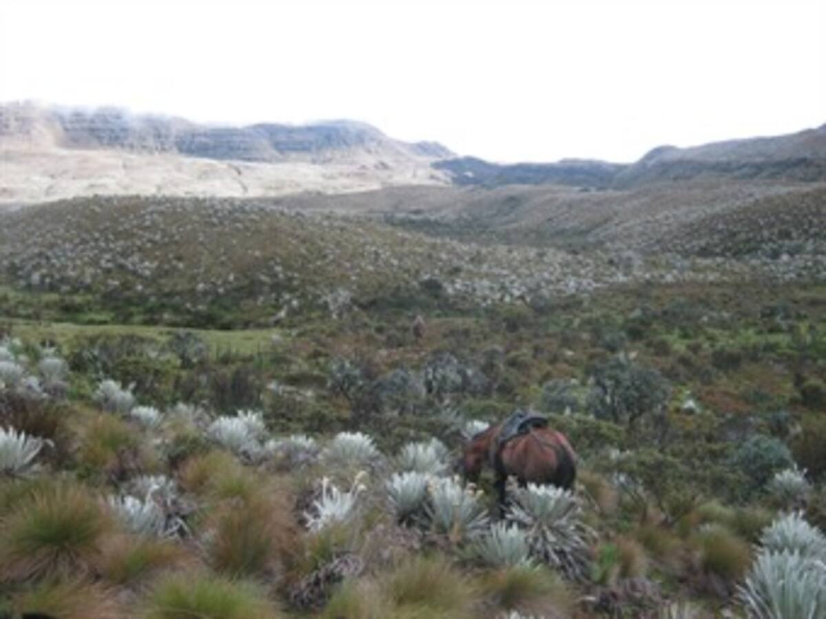 Zona de reserva campesina en Sumapaz favorecería a la ciudad: concejal De Roux