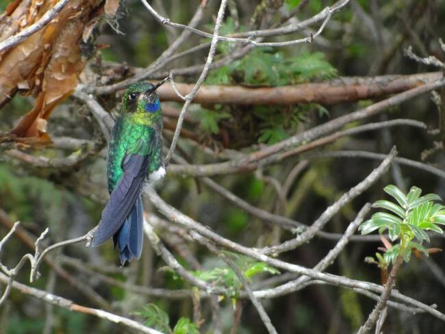 Bosque entre las nubes es la esperanza de un ave en peligro en Ecuador