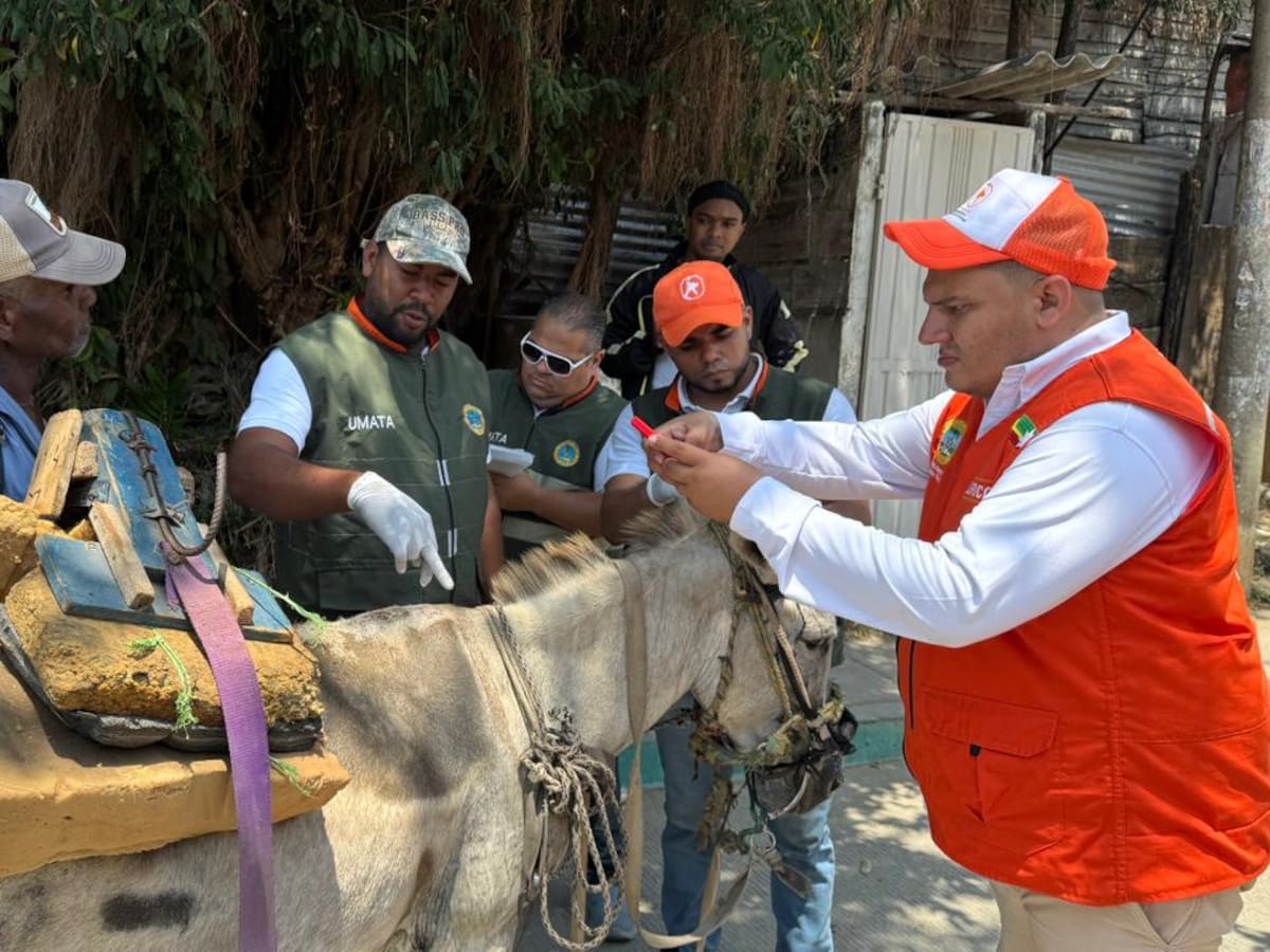 Umata y Policía rescatan tres burros víctimas de maltrato tras operativos contra la tracción animal