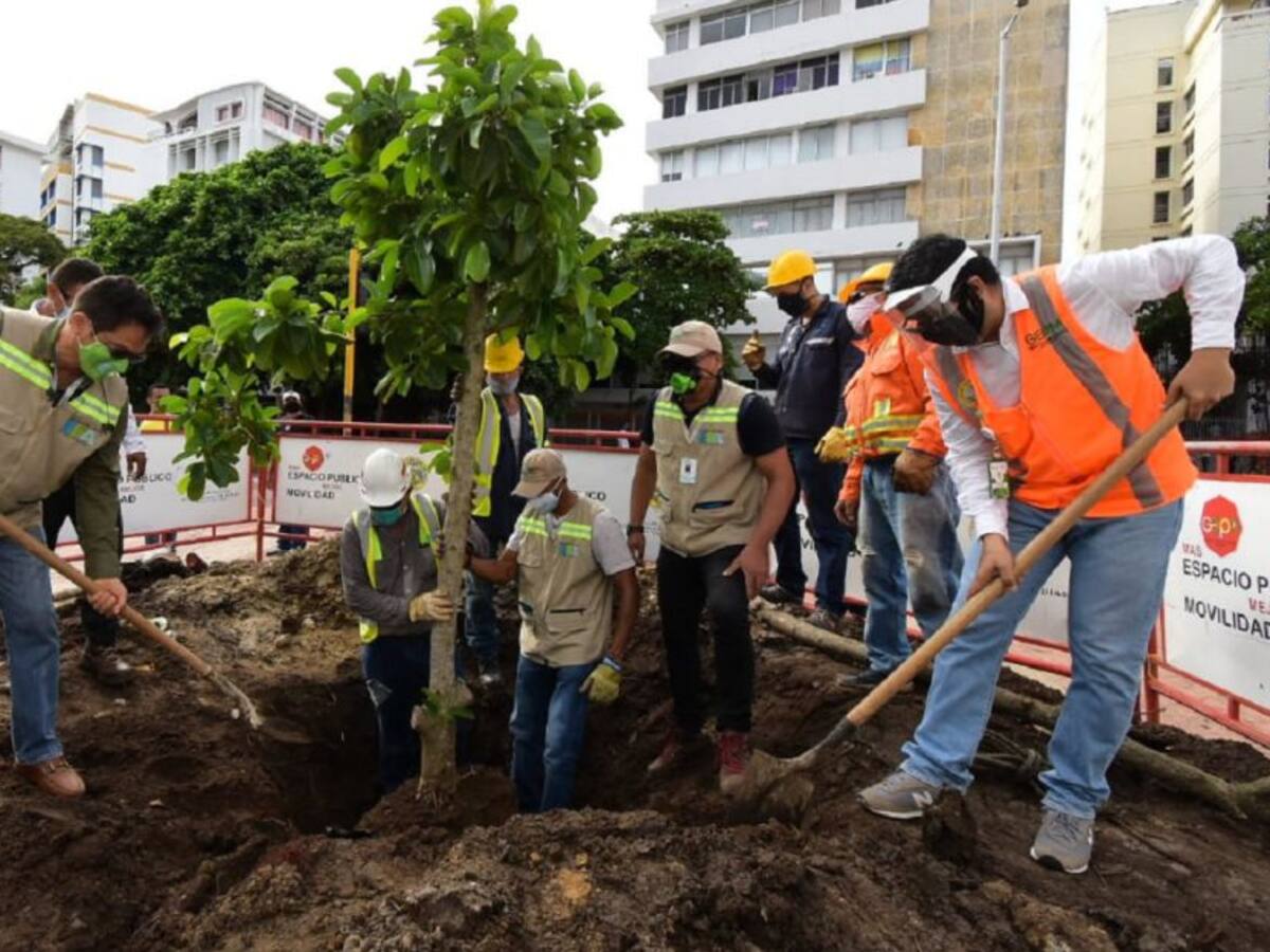 Siembran nuevo "Palito de Caucho" en el Centro Histórico de Cartagena