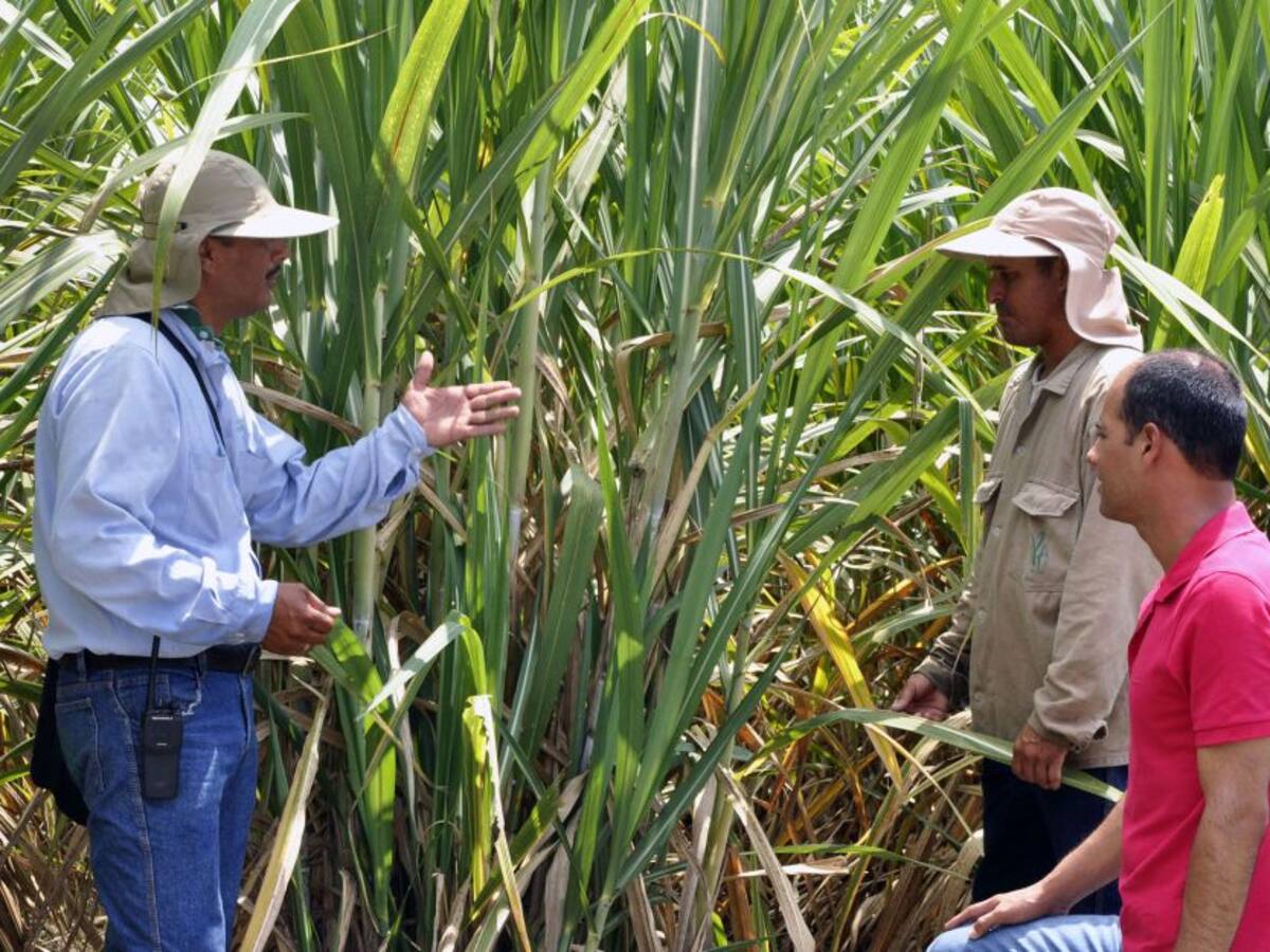 Contraloría establece millonaria multa por descalabro de Bioenergy