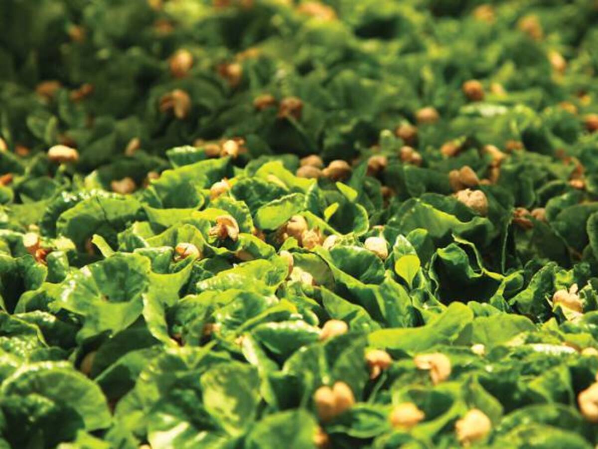 Producción de café en marzo registro un crecimiento del 2%