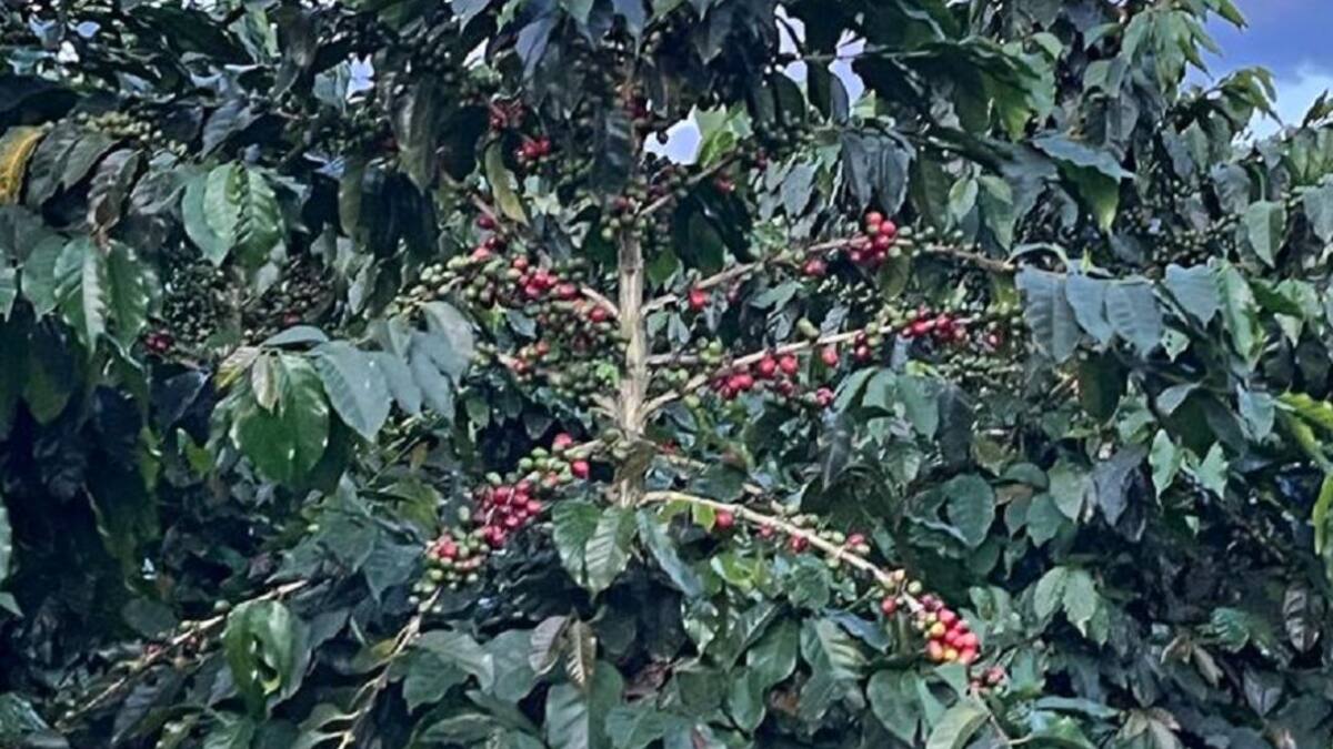 Martín Vásquez, director Comité Cafeteros, Quindío