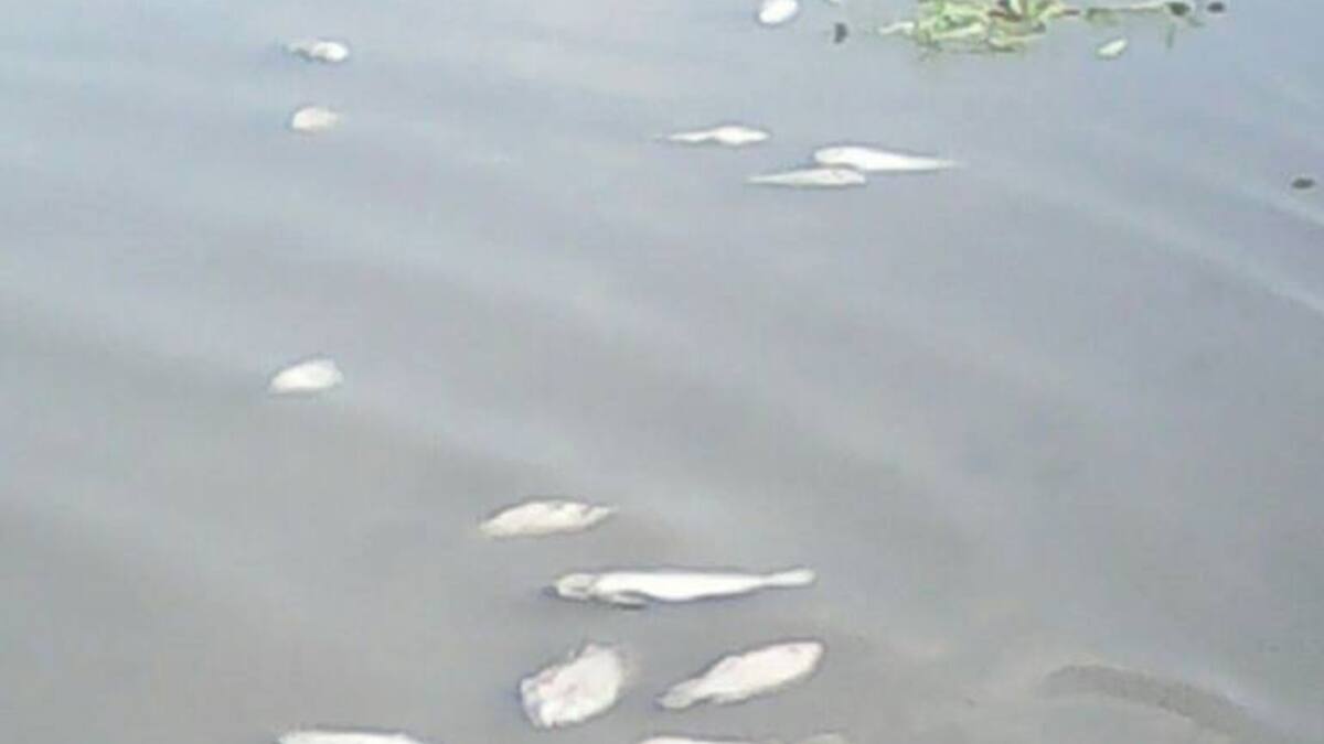 Altas temperaturas habrían incidido en mortandad de peces en una ciénaga del Atlántico