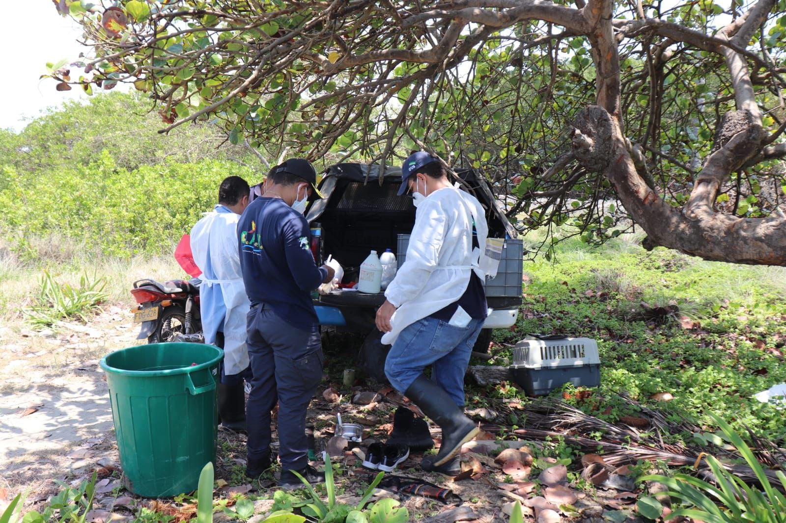 Orca murió por ataque de tiburones en playas de Moñitos, concluyen expertos de la CVS en Córdoba. Foto: CVS