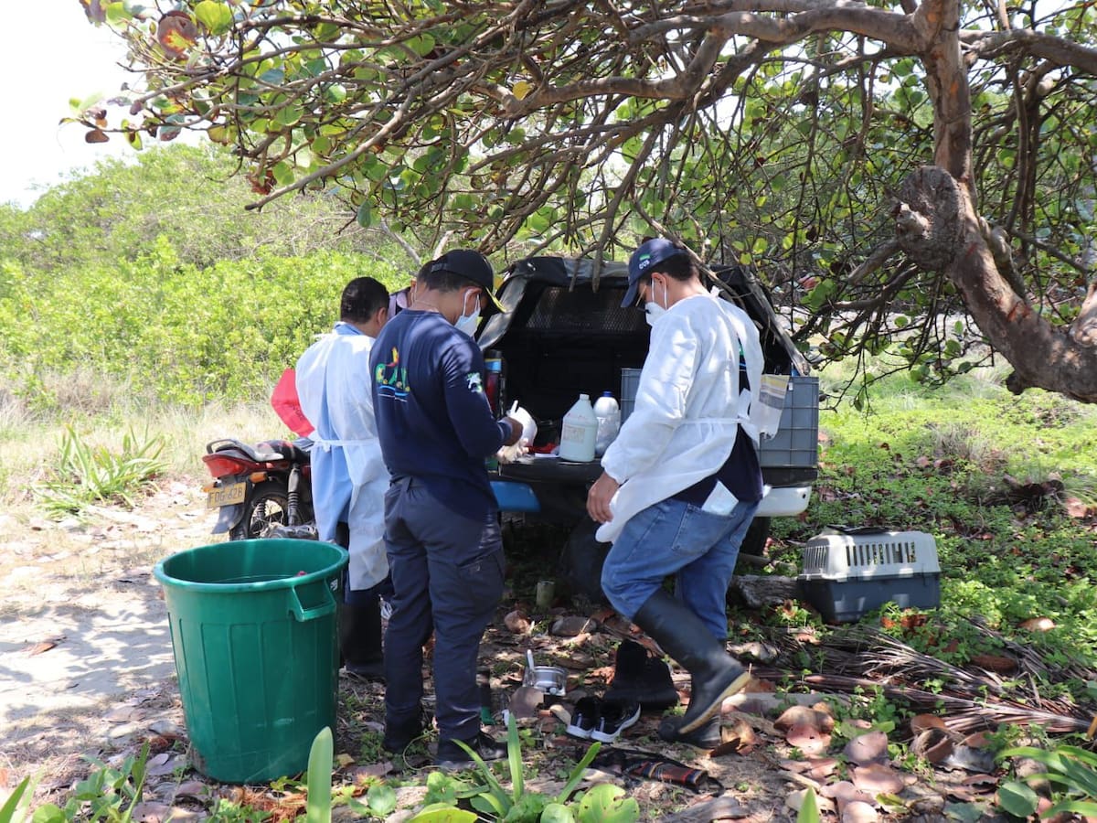 Ballena orca murió por ataque de tiburones en playas de Moñitos, concluyen expertos de la CVS