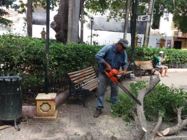 Rama de un árbol cayó e hirió a turista en el parque Bolívar de Cartagena