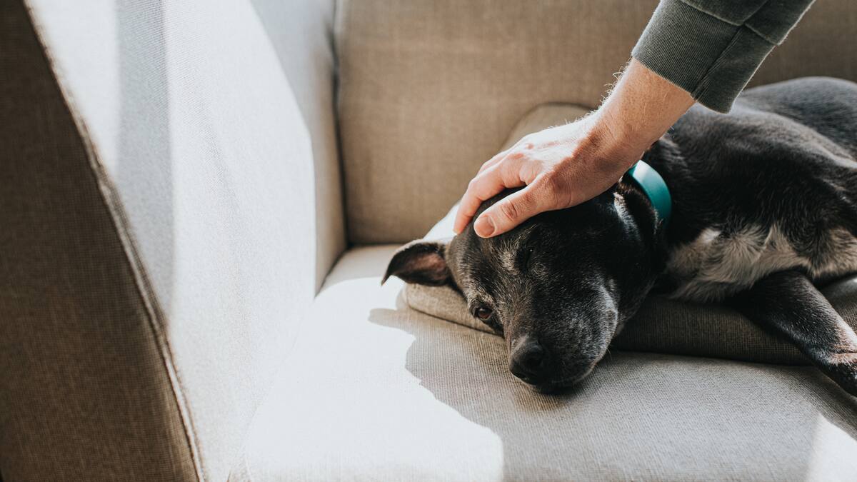 A punto de ser aprobado medicamento que alargaría la vida de los perros: ¿de qué se trata?