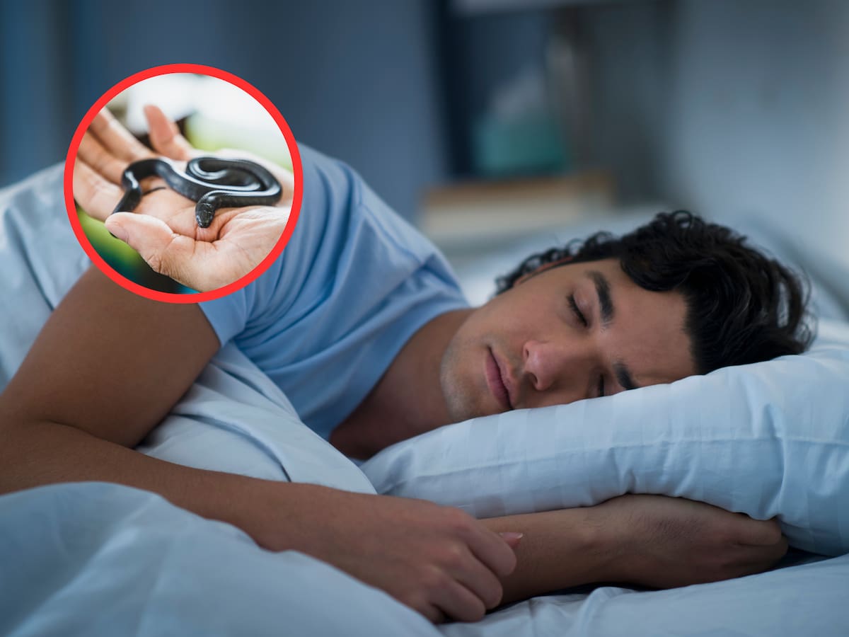 ¿Qué significa soñar con serpientes? Estos podrían ser los posibles significados