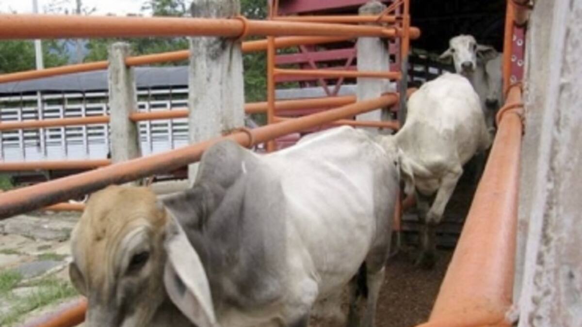 Crecimiento de la industria cárnica en el Huila impulsa mercados locales