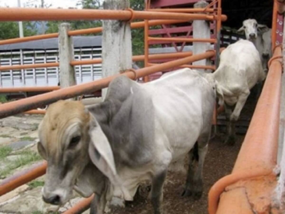 Crecimiento de la industria cárnica en el Huila impulsa mercados locales