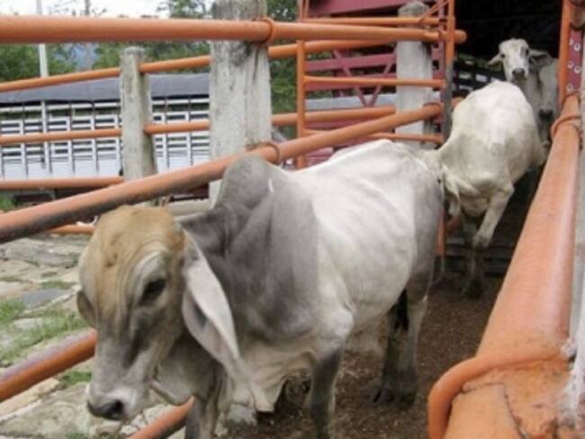 Sacrifican diariamente 160 bovinos y entre 180 diarios. Foto Relacionada.