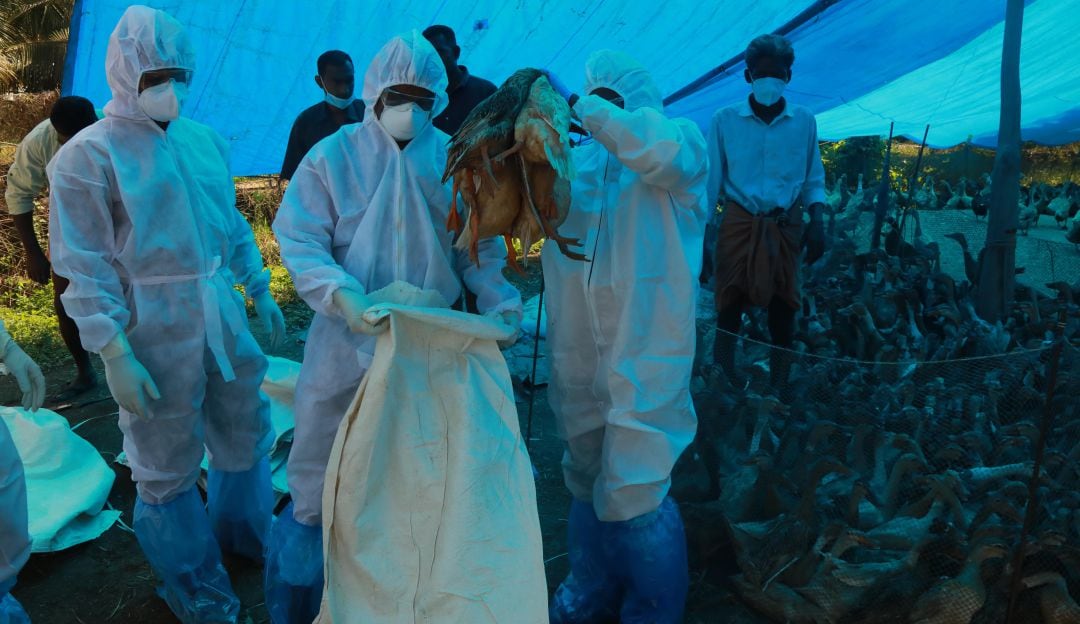 Durante el 2021, las autoridades sanitarias indias han detectado varios brotes de gripe aviar.