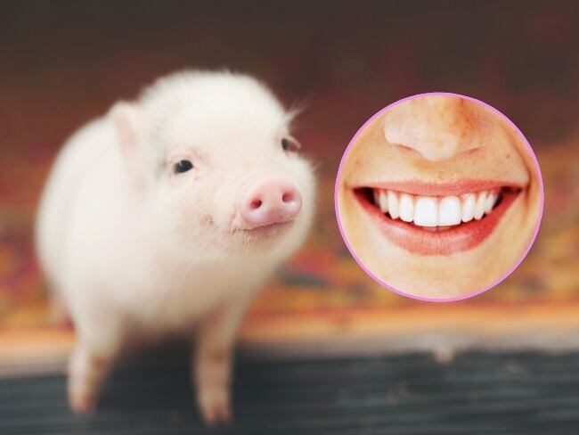 Cerdo, sonrisa, imágenes de referencia (Getty Images).