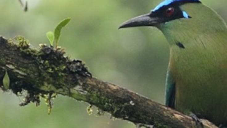 ¿Cómo es la observación de aves en Manizales?