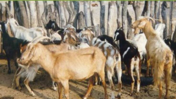 Autoridades sanitarias analizan tres posibles nuevos casos de Carbunco