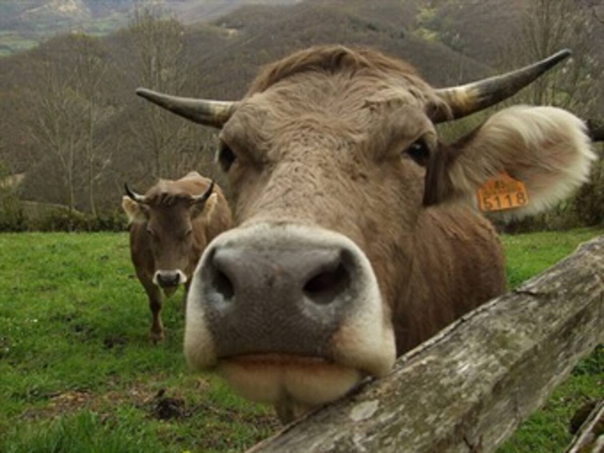 Un menor consumo de carne y leche ayudaría a reducir emisiones contaminantes