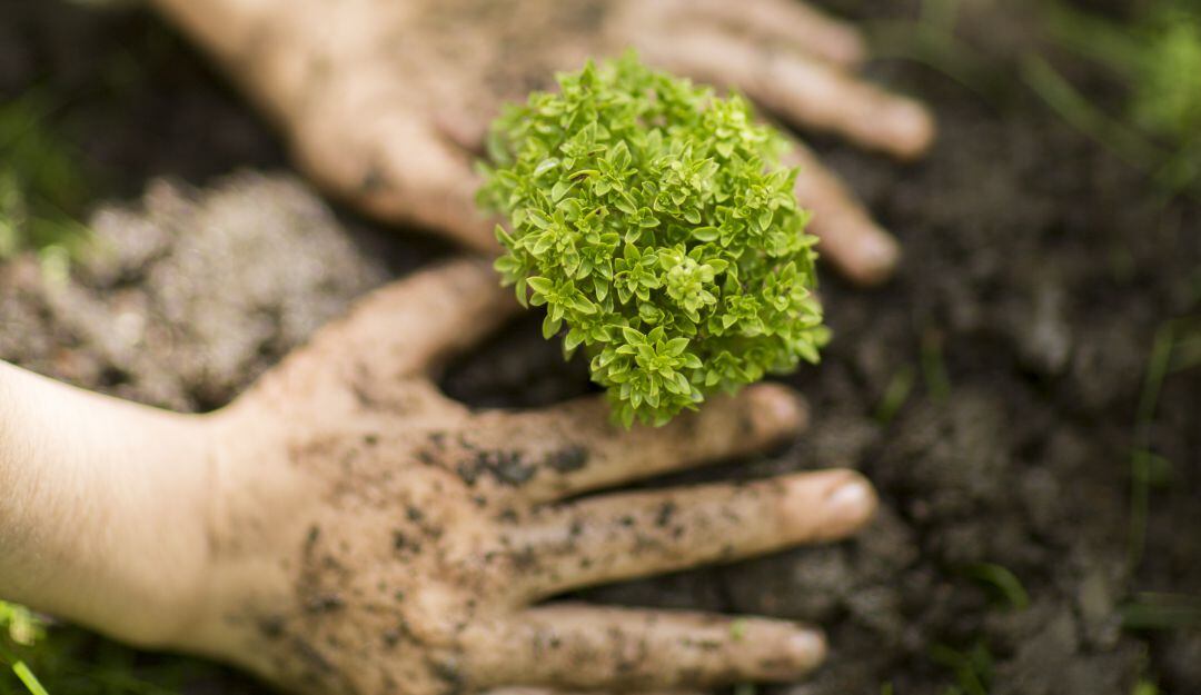 Árboles - imagen de referencia 