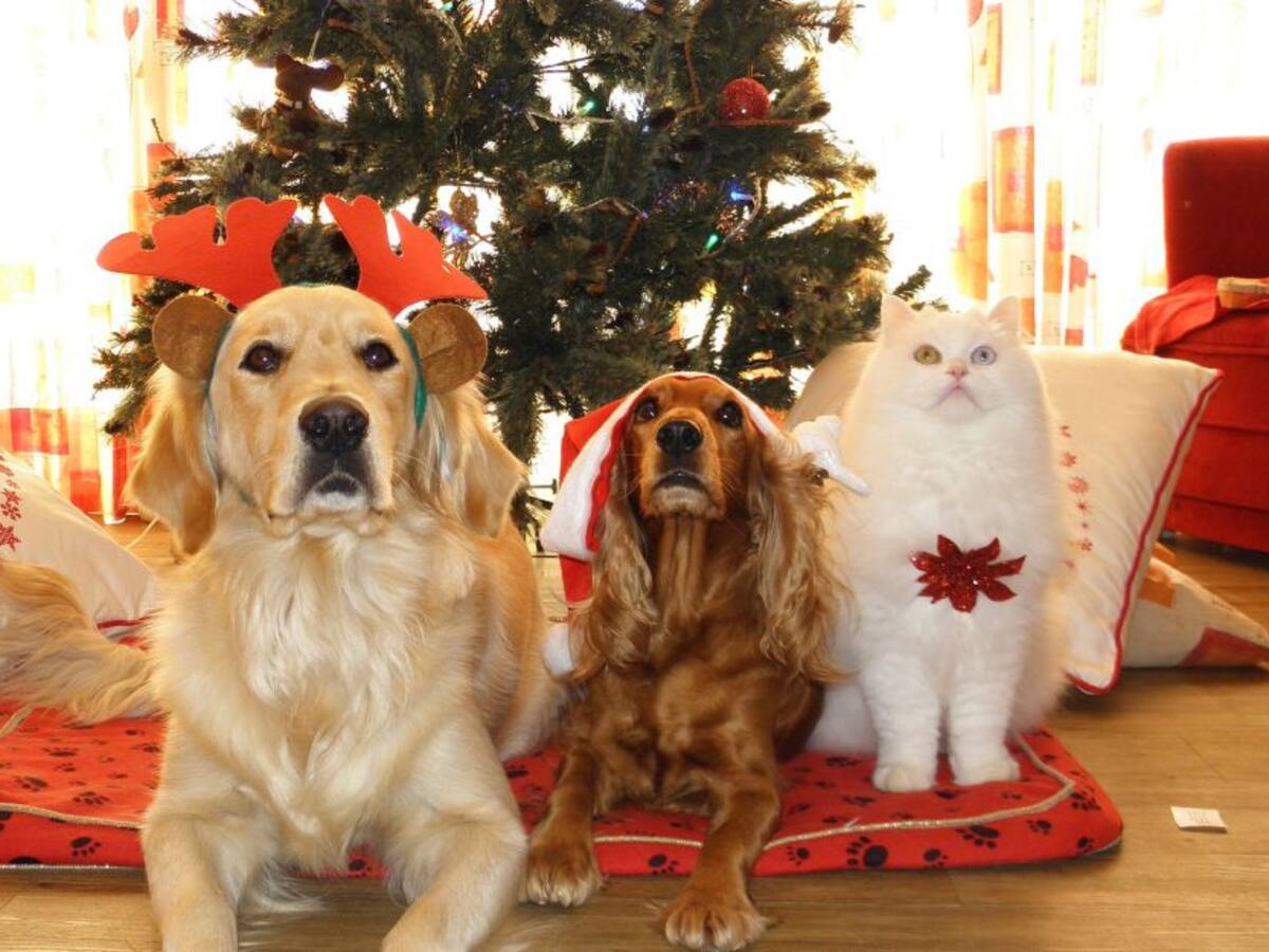 Escuche el programa Mascotas Caracol 25 de diciembre