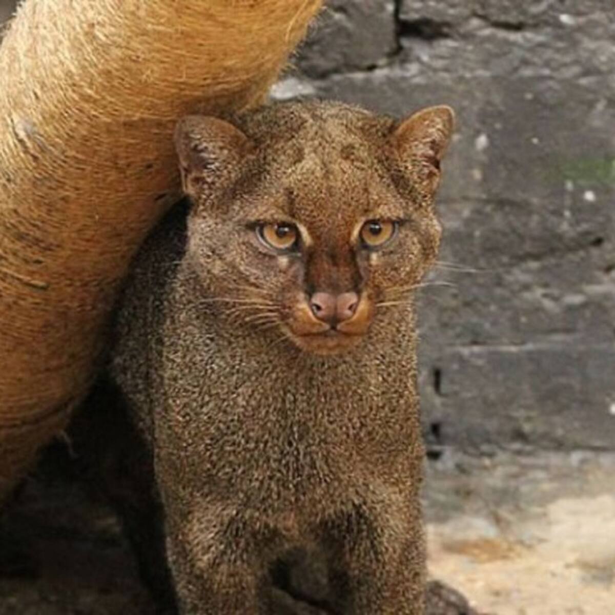 Darán recursos para ayudar a Zoológico Santacruz y parque Jaime Duque