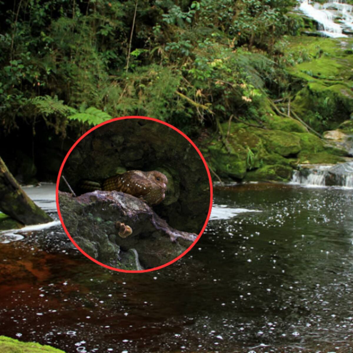 Cuánto cuesta entrar a la Cueva de los Guácharos: fue el primer Parque Nacional, ¿dónde queda?