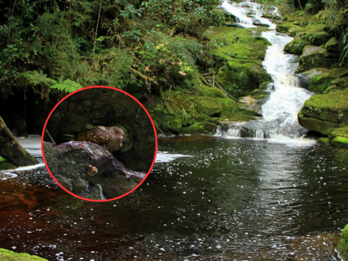 Cuánto cuesta entrar a la Cueva de los Guácharos: fue el primer Parque Nacional, ¿dónde queda?