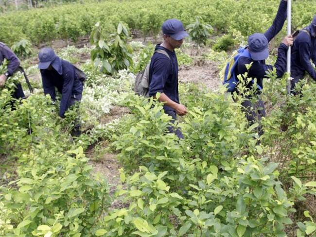 14mil jóvenes cambian cultivos de coca y se unen al programa de sustitución