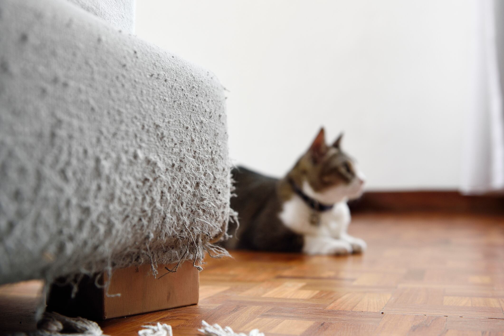 Mueble dañado por arañazos (Getty Images)