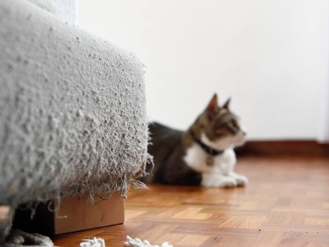 Mueble dañado por arañazos (Getty Images)